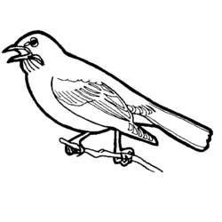 Malvorlage: Vögel (Tiere) #11853 - Kostenlose Malvorlagen zum Ausdrucken