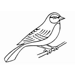 Malvorlage: Vögel (Tiere) #11861 - Kostenlose Malvorlagen zum Ausdrucken