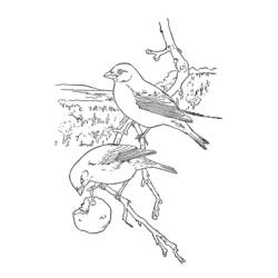Malvorlage: Vögel (Tiere) #11872 - Kostenlose Malvorlagen zum Ausdrucken