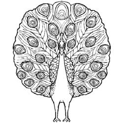 Malvorlage: Vögel (Tiere) #11876 - Kostenlose Malvorlagen zum Ausdrucken