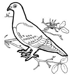 Malvorlage: Vögel (Tiere) #11902 - Kostenlose Malvorlagen zum Ausdrucken