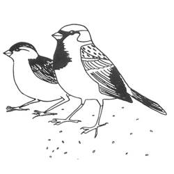 Malvorlage: Vögel (Tiere) #11903 - Kostenlose Malvorlagen zum Ausdrucken