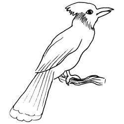 Malvorlage: Vögel (Tiere) #11947 - Kostenlose Malvorlagen zum Ausdrucken