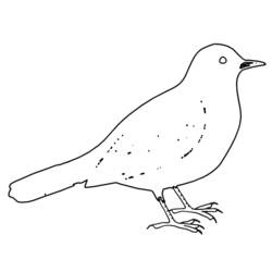 Malvorlage: Vögel (Tiere) #11977 - Kostenlose Malvorlagen zum Ausdrucken