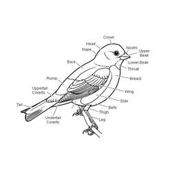 Malvorlage: Vögel (Tiere) #12055 - Kostenlose Malvorlagen zum Ausdrucken