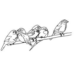 Malvorlage: Vögel (Tiere) #12076 - Kostenlose Malvorlagen zum Ausdrucken