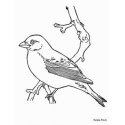 Malvorlage: Vögel (Tiere) #12090 - Kostenlose Malvorlagen zum Ausdrucken