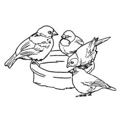 Malvorlage: Vogelbabys (Tiere) #20136 - Kostenlose Malvorlagen zum Ausdrucken