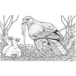 Malvorlage: Vogelbabys (Tiere) #20360 - Kostenlose Malvorlagen zum Ausdrucken