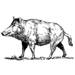 Malvorlage: Wildschwein (Tiere) #14639 - Kostenlose Malvorlagen zum Ausdrucken