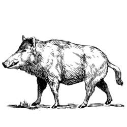 Malvorlage: Wildschwein (Tiere) #14641 - Kostenlose Malvorlagen zum Ausdrucken