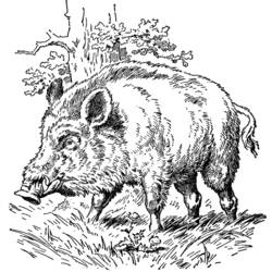 Malvorlage: Wildschwein (Tiere) #14720 - Kostenlose Malvorlagen zum Ausdrucken