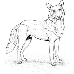 Malvorlage: Wolf (Tiere) #10443 - Kostenlose Malvorlagen zum Ausdrucken