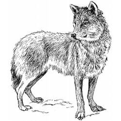 Malvorlage: Wolf (Tiere) #10473 - Kostenlose Malvorlagen zum Ausdrucken