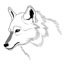 Malvorlage: Wolf (Tiere) #10528 - Kostenlose Malvorlagen zum Ausdrucken