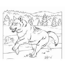 Malvorlage: Wolf (Tiere) #10543 - Kostenlose Malvorlagen zum Ausdrucken