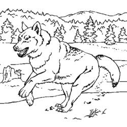 Malvorlage: Wolf (Tiere) #10555 - Kostenlose Malvorlagen zum Ausdrucken
