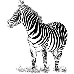 Malvorlage: Zebra (Tiere) #12949 - Kostenlose Malvorlagen zum Ausdrucken