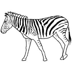 Malvorlage: Zebra (Tiere) #12953 - Kostenlose Malvorlagen zum Ausdrucken