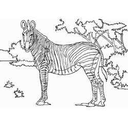 Malvorlage: Zebra (Tiere) #12956 - Kostenlose Malvorlagen zum Ausdrucken