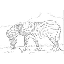 Malvorlage: Zebra (Tiere) #12958 - Kostenlose Malvorlagen zum Ausdrucken