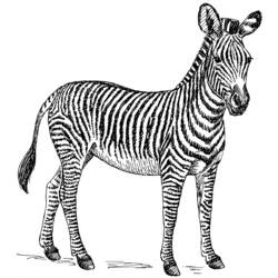 Malvorlage: Zebra (Tiere) #12960 - Kostenlose Malvorlagen zum Ausdrucken
