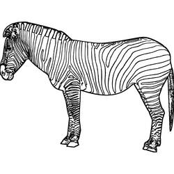 Malvorlage: Zebra (Tiere) #12961 - Kostenlose Malvorlagen zum Ausdrucken