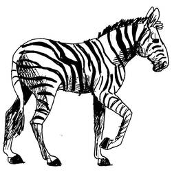 Malvorlage: Zebra (Tiere) #12962 - Kostenlose Malvorlagen zum Ausdrucken