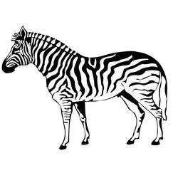 Malvorlage: Zebra (Tiere) #12963 - Kostenlose Malvorlagen zum Ausdrucken