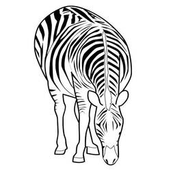 Malvorlage: Zebra (Tiere) #12977 - Kostenlose Malvorlagen zum Ausdrucken