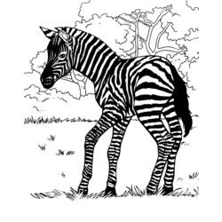 Malvorlage: Zebra (Tiere) #13027 - Kostenlose Malvorlagen zum Ausdrucken