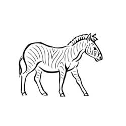 Malvorlage: Zebra (Tiere) #13032 - Kostenlose Malvorlagen zum Ausdrucken