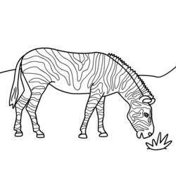 Malvorlage: Zebra (Tiere) #13035 - Kostenlose Malvorlagen zum Ausdrucken