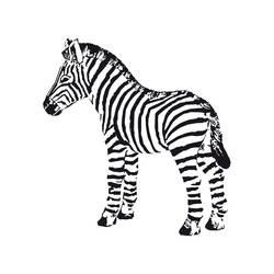 Malvorlage: Zebra (Tiere) #13042 - Kostenlose Malvorlagen zum Ausdrucken