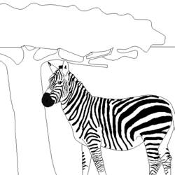 Malvorlage: Zebra (Tiere) #13075 - Kostenlose Malvorlagen zum Ausdrucken