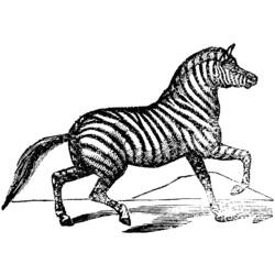Malvorlage: Zebra (Tiere) #13077 - Kostenlose Malvorlagen zum Ausdrucken
