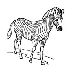 Malvorlage: Zebra (Tiere) #13085 - Kostenlose Malvorlagen zum Ausdrucken