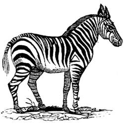 Malvorlage: Zebra (Tiere) #13094 - Kostenlose Malvorlagen zum Ausdrucken