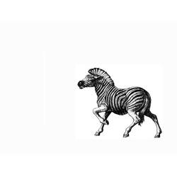 Malvorlage: Zebra (Tiere) #13100 - Kostenlose Malvorlagen zum Ausdrucken