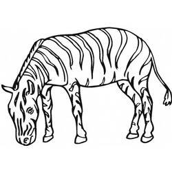 Malvorlage: Zebra (Tiere) #13133 - Kostenlose Malvorlagen zum Ausdrucken