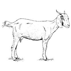 Malvorlage: Ziege (Tiere) #2370 - Kostenlose Malvorlagen zum Ausdrucken