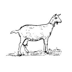 Malvorlage: Ziege (Tiere) #2376 - Kostenlose Malvorlagen zum Ausdrucken