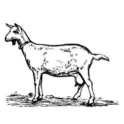 Malvorlage: Ziege (Tiere) #2465 - Kostenlose Malvorlagen zum Ausdrucken