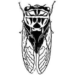 Malvorlage: Zikade (Tiere) #18448 - Kostenlose Malvorlagen zum Ausdrucken