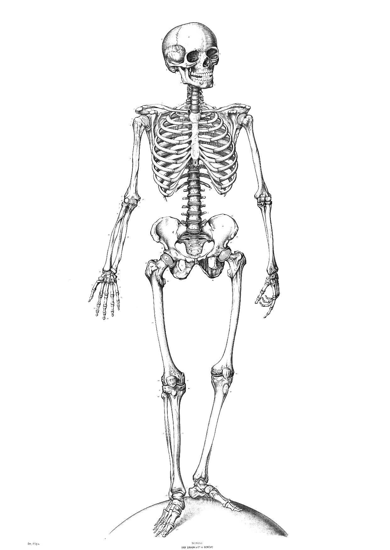 Malvorlage: Skelett (Figuren) #147410 - Kostenlose Malvorlagen zum Ausdrucken