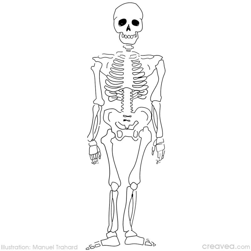 Malvorlage: Skelett (Figuren) #147416 - Kostenlose Malvorlagen zum Ausdrucken