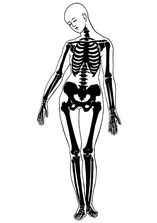 Malvorlage: Skelett (Figuren) #147418 - Kostenlose Malvorlagen zum Ausdrucken