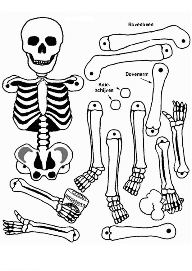 Malvorlage: Skelett (Figuren) #147419 - Kostenlose Malvorlagen zum Ausdrucken