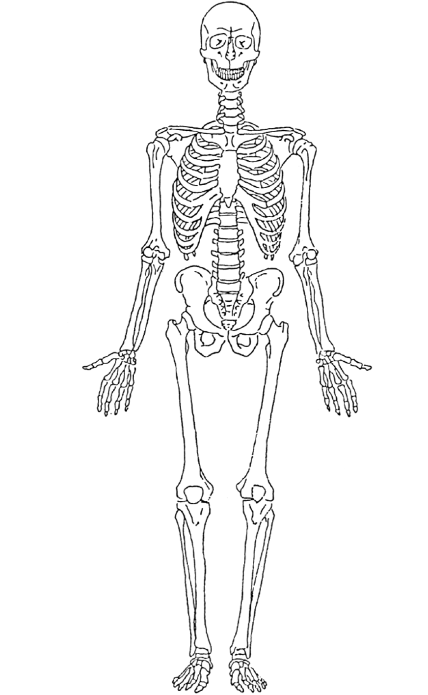 Malvorlage: Skelett (Figuren) #147424 - Kostenlose Malvorlagen zum Ausdrucken