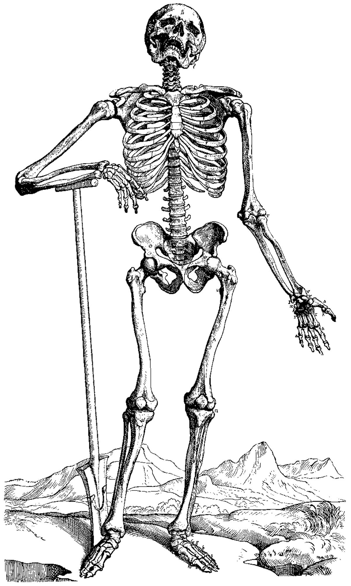 Malvorlage: Skelett (Figuren) #147443 - Kostenlose Malvorlagen zum Ausdrucken